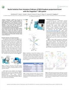 Poster Download: Nuclei Isolation from Immature Embryos of Wild Sorghum purpureosericeum with the Singulator™ 100 system