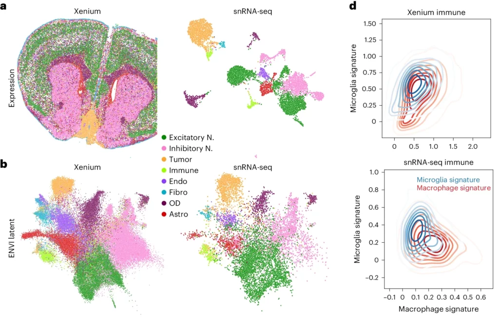 ENVI integrates Xenium and snRNA-seq data to localize neuroimmune cell types during metastasis.